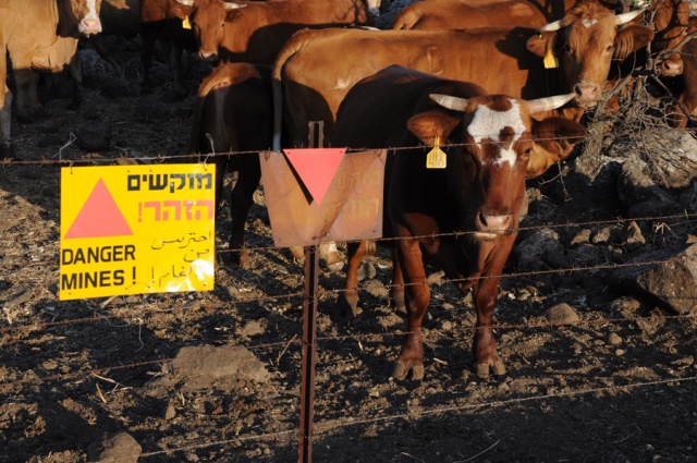 פרות נאלצות לרעות בשדה מוקשים בגולן